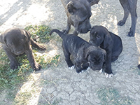 rustic cane corso puppies